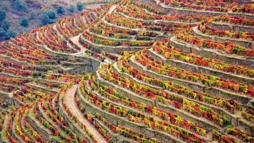 Descubriendo el Encanto del Valle del Douro en Otoño