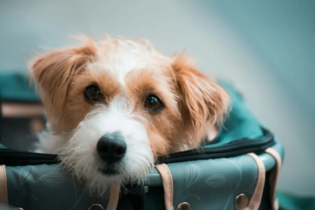 Nuevas Normativas para Viajar con Mascotas en la Unión Europea a Partir de 2026