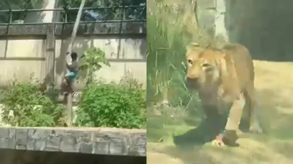 Tragedia en el Zoobotánico: Un joven pierde la vida tras invadir el recinto de un león